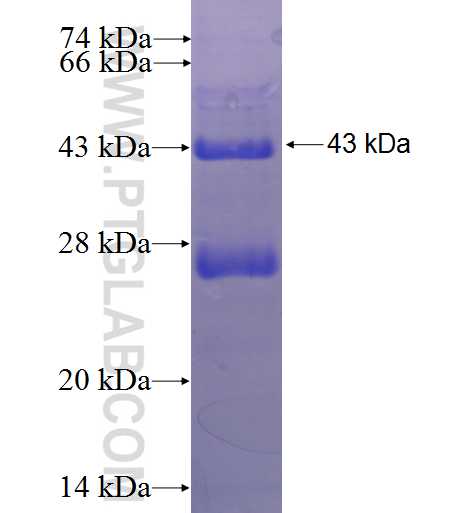 CDC23 fusion protein Ag1068 SDS-PAGE