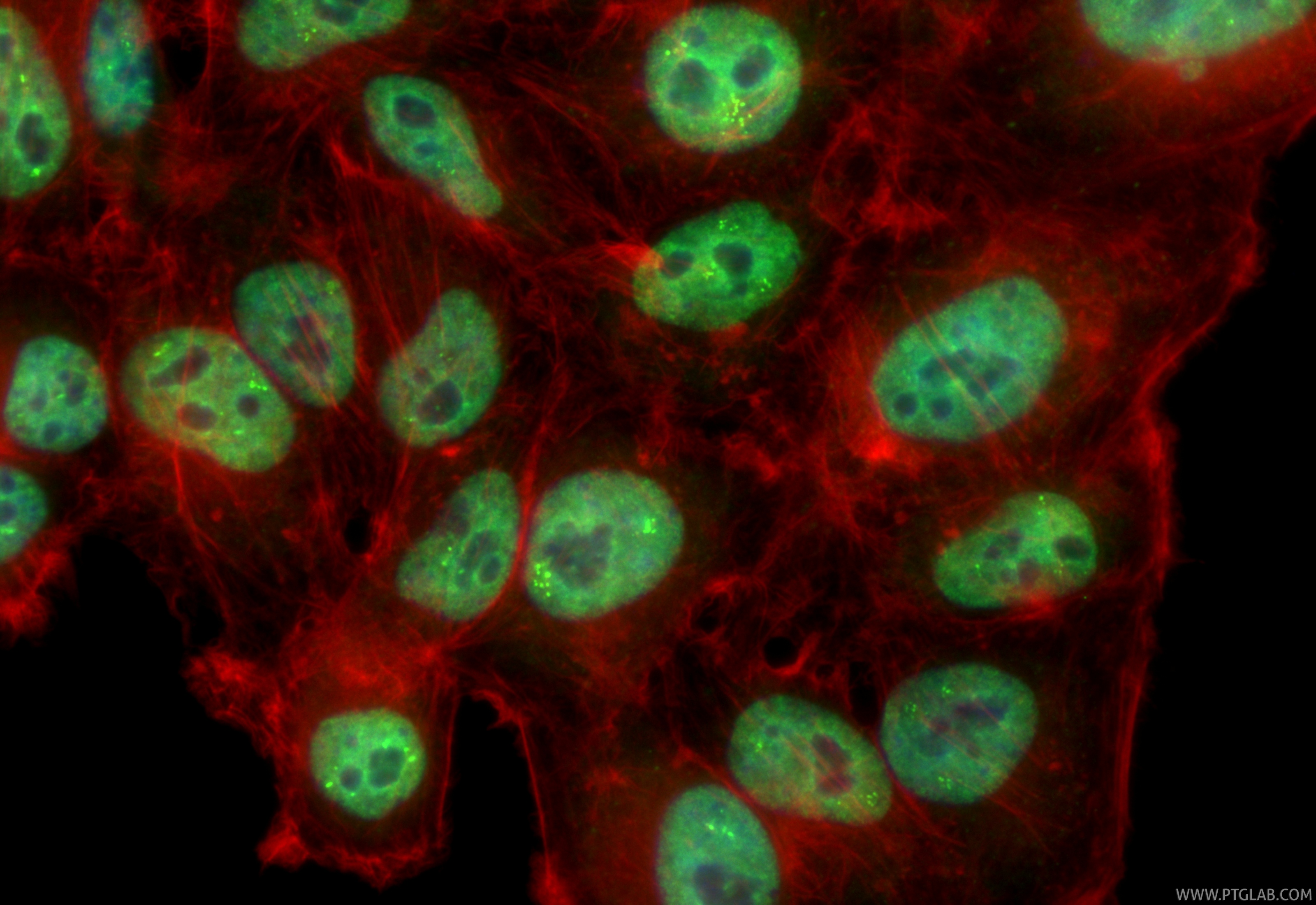 IF Staining of HepG2 using CL488-84145-2