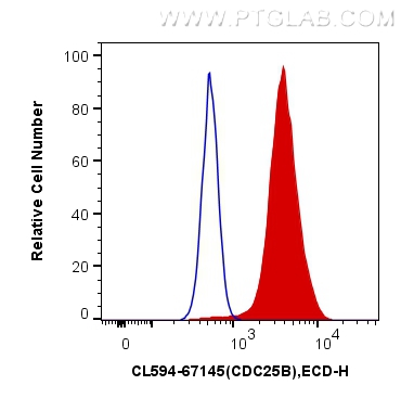 CDC25B