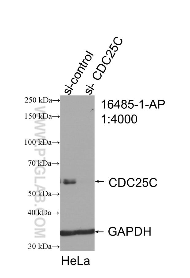 WB analysis of HeLa using 16485-1-AP