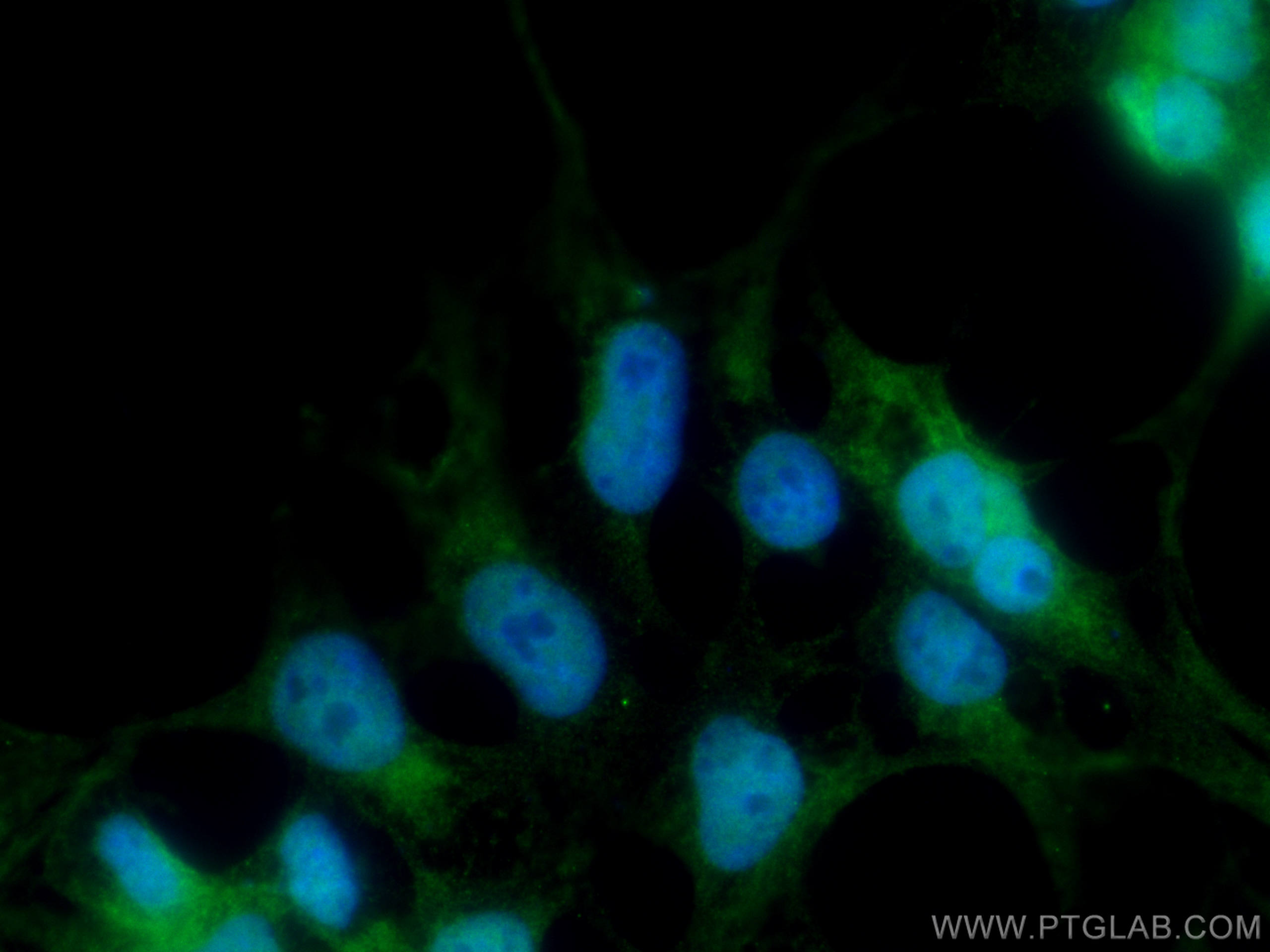 IF Staining of HEK-293 using 67239-1-Ig