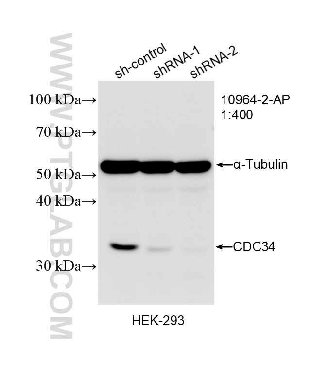 WB analysis of HEK-293 using 10964-2-AP WB analysis of HEK-293 using 10964-2-AP