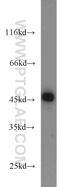 WB analysis of HEK-293 using 10218-1-AP