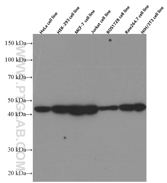 WB analysis using 66420-1-Ig