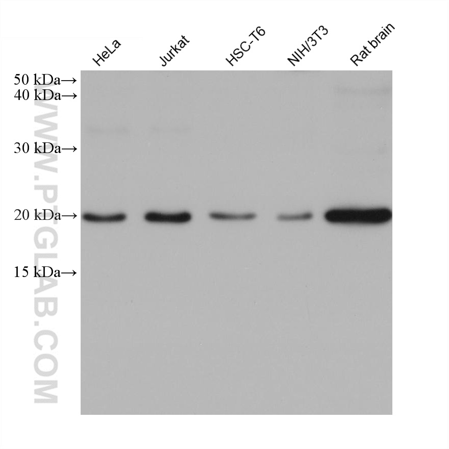 WB analysis using 67212-1-Ig