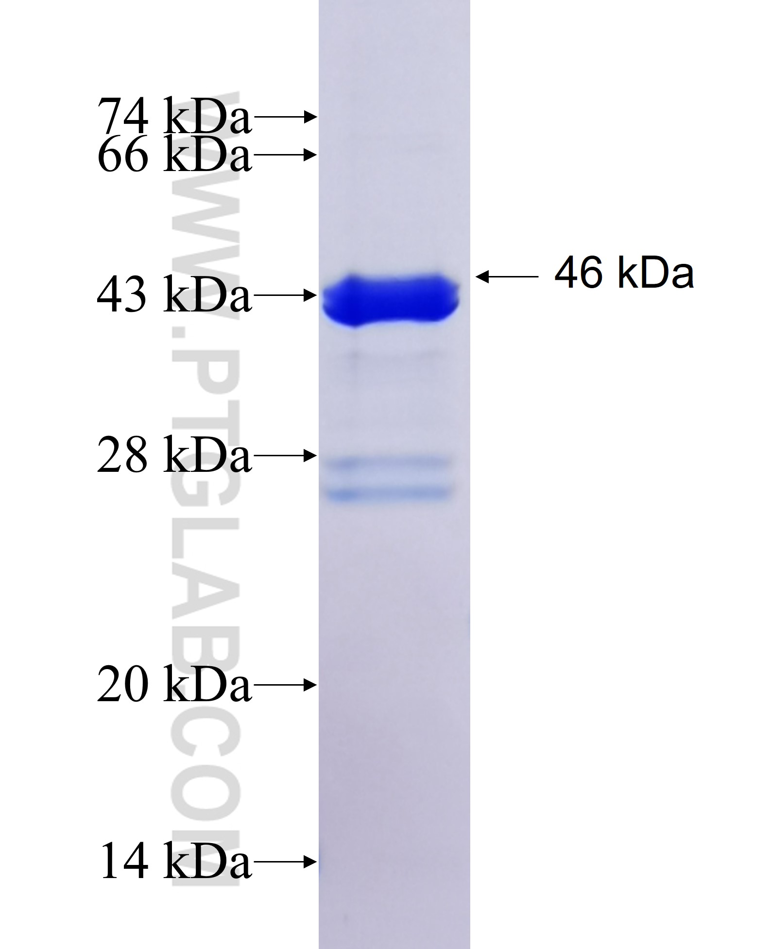 CDC42EP3 fusion protein Ag25828 SDS-PAGE CDC42EP3 fusion protein Ag25828 SDS-PAGE