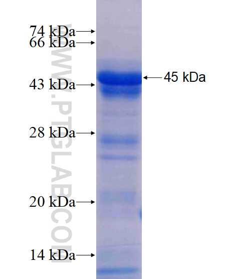 CDC42EP4 fusion protein Ag13594 SDS-PAGE