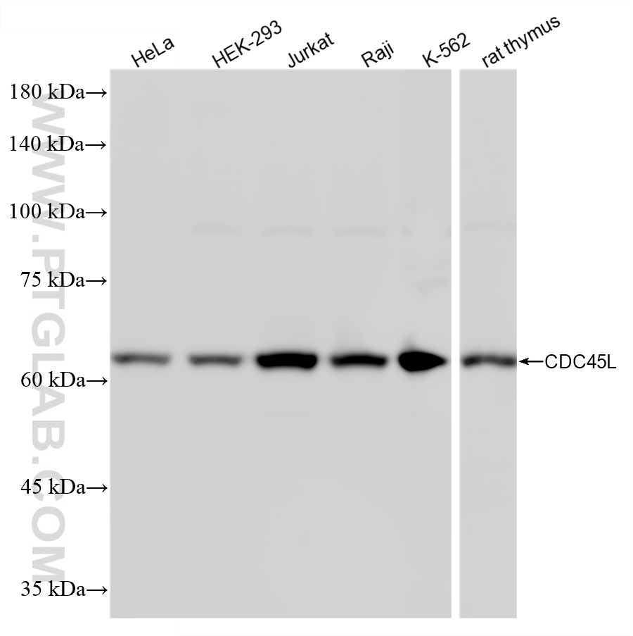 WB analysis using 87219-1-RR