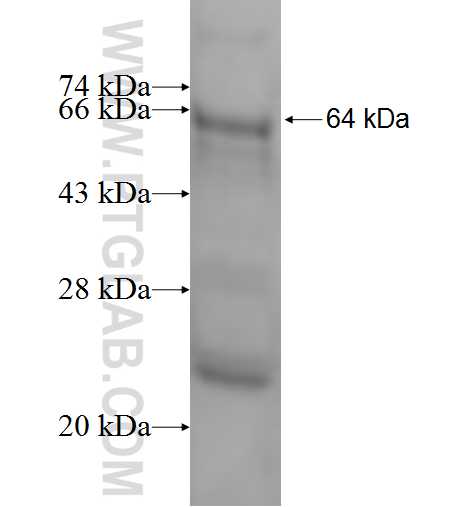 CDC45L fusion protein Ag1469 SDS-PAGE CDC45L fusion protein Ag1469 SDS-PAGE