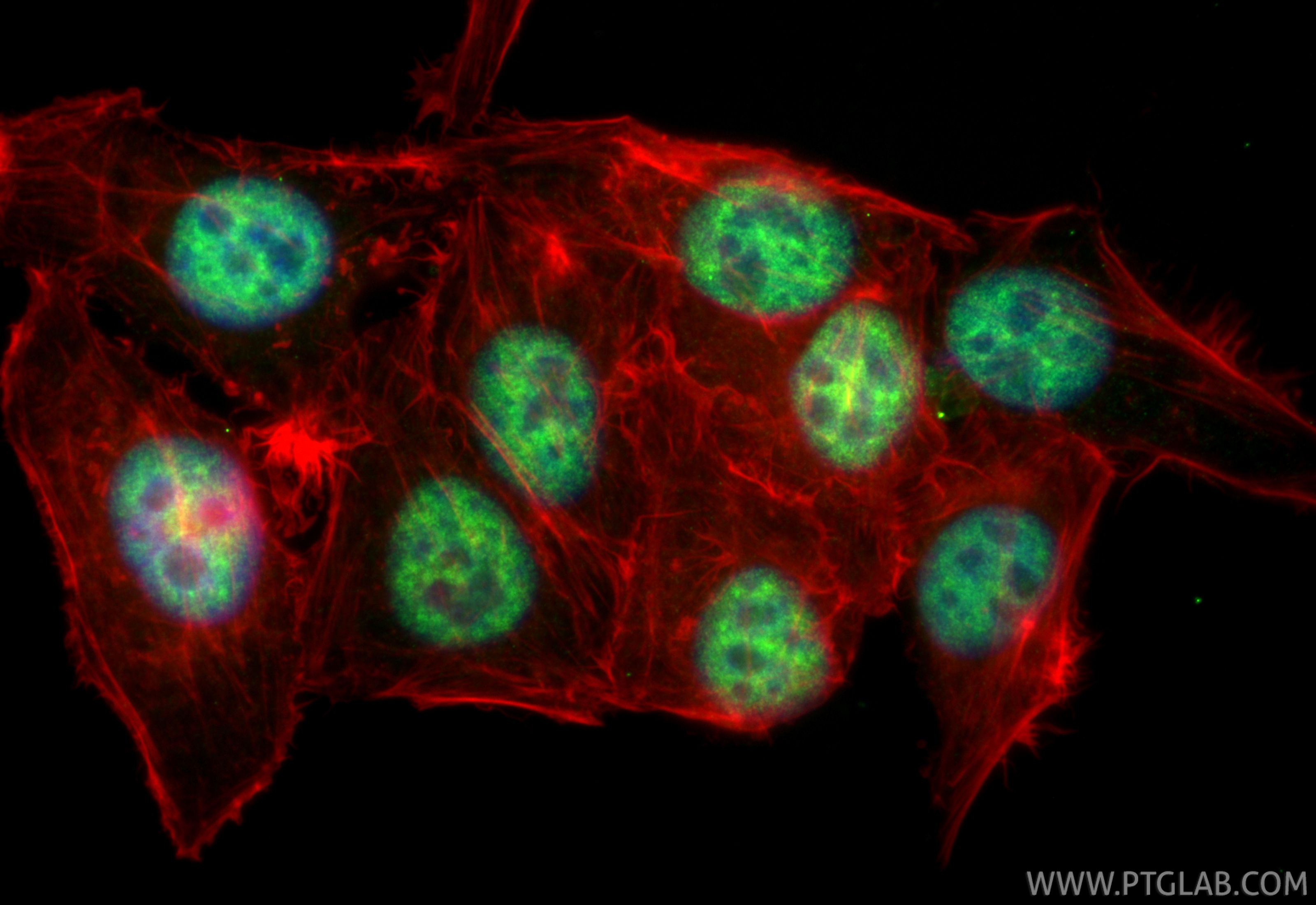 Immunofluorescent analysis of (4% PFA) fixed HepG2 cells using CoraLite® Plus 488 CDC5L antibody (CL488-85788-5, Clone: 250089G5 ) at dilution of 1:200, CL594-Phalloidin (red). IF Staining of HepG2 using CL488-85788-5