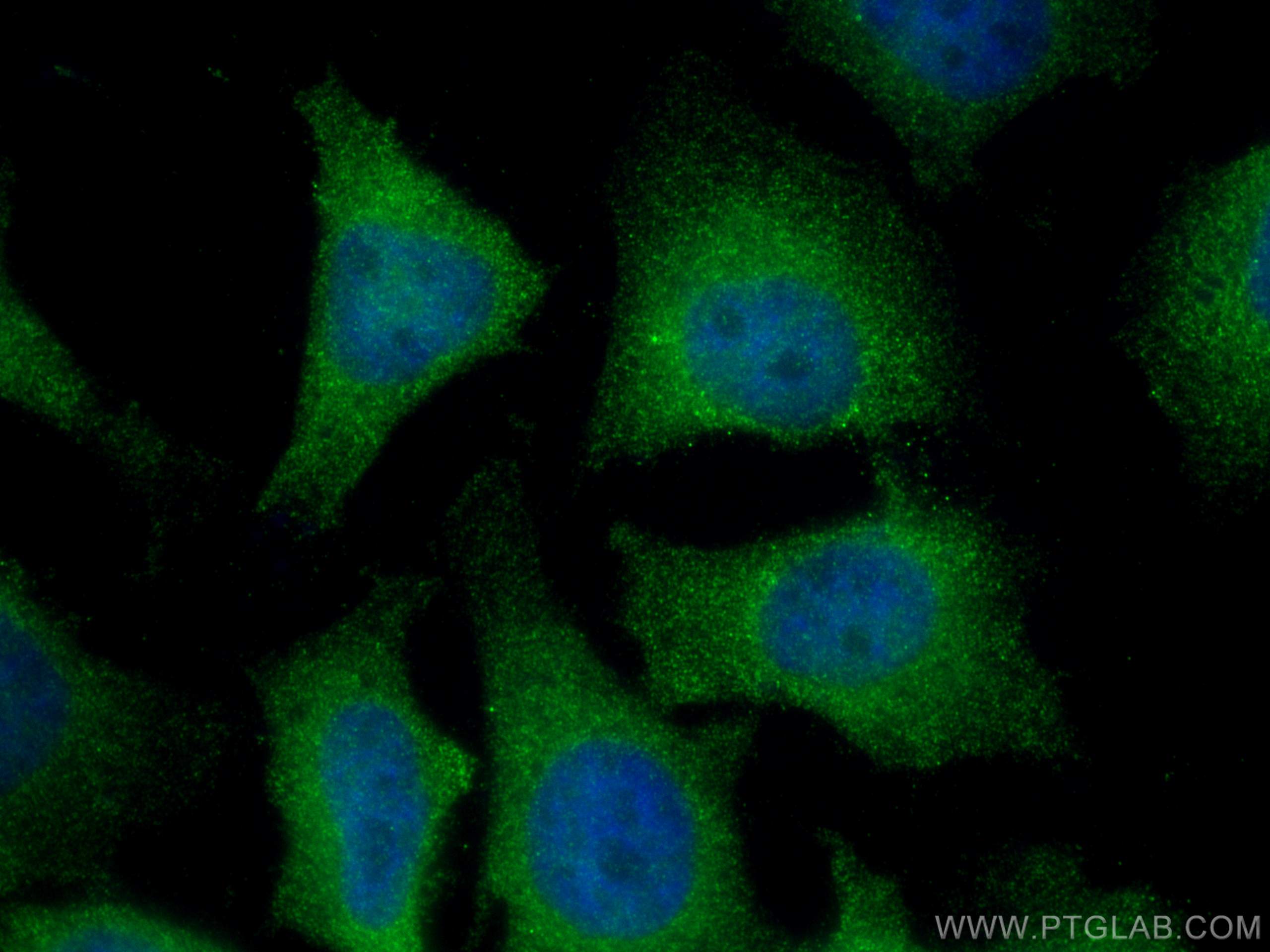 IF Staining of HeLa using 67418-1-Ig (same clone as 67418-1-PBS)