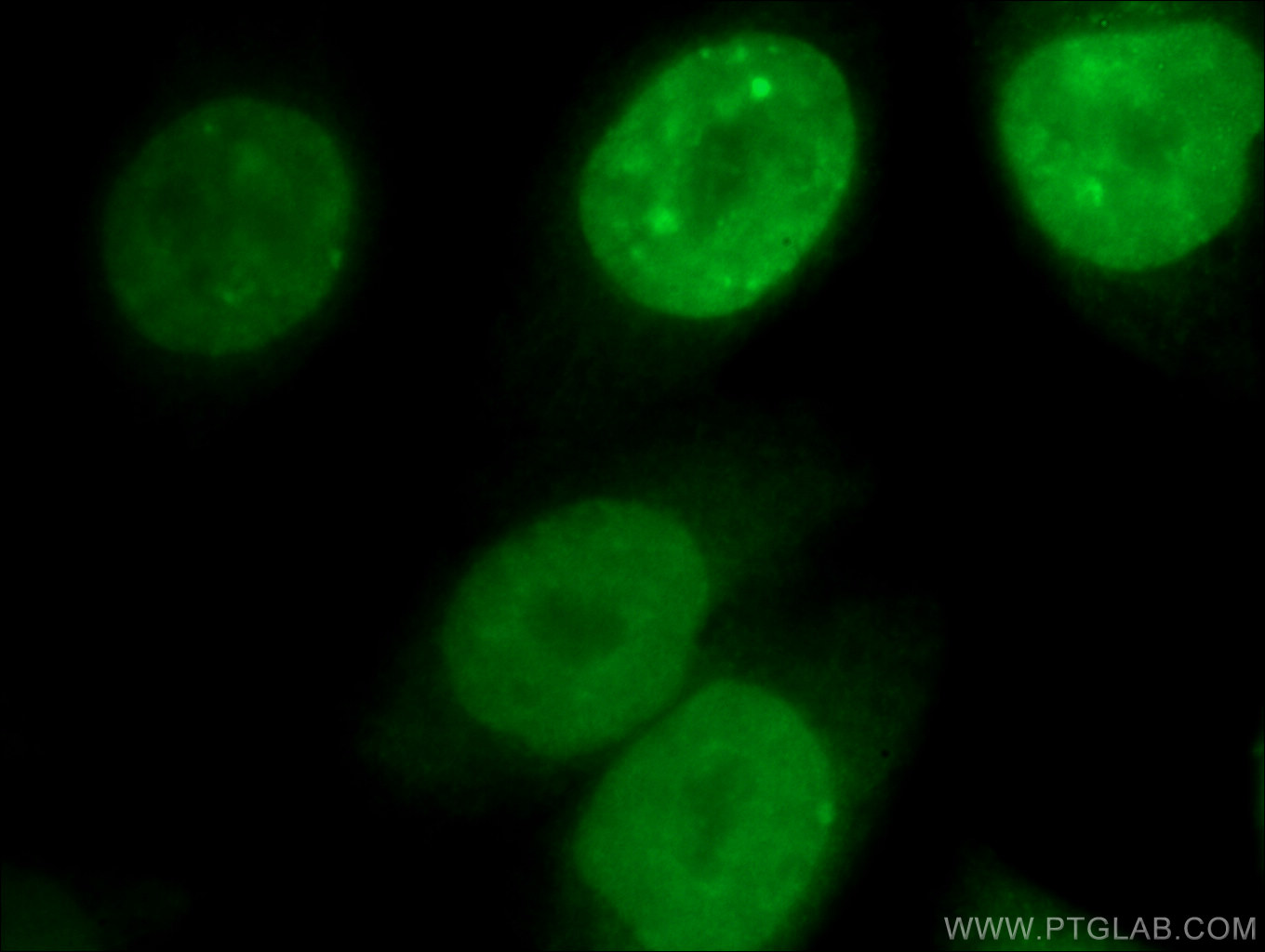 IF Staining of HeLa using 12465-1-AP