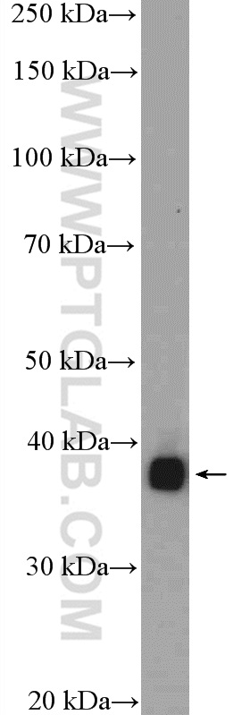 WB analysis of A549 using 12465-1-AP