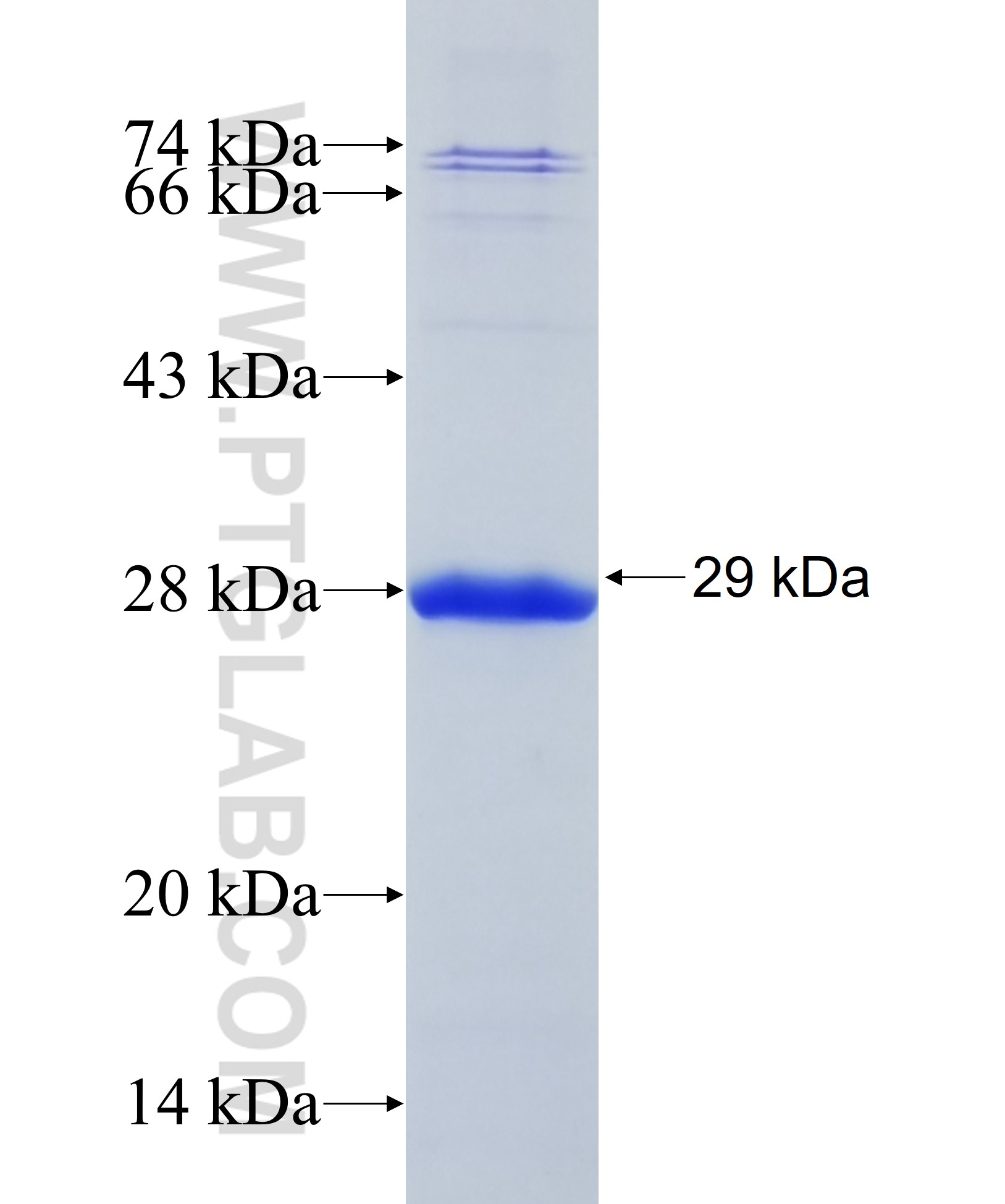 CDH12 fusion protein Ag32933 SDS-PAGE CDH12 fusion protein Ag32933 SDS-PAGE