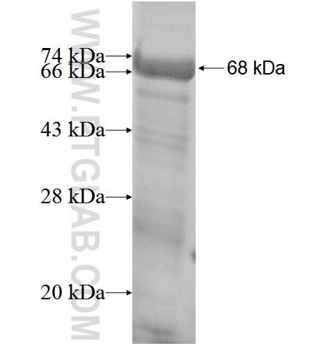CDH13 fusion protein Ag3295 SDS-PAGE