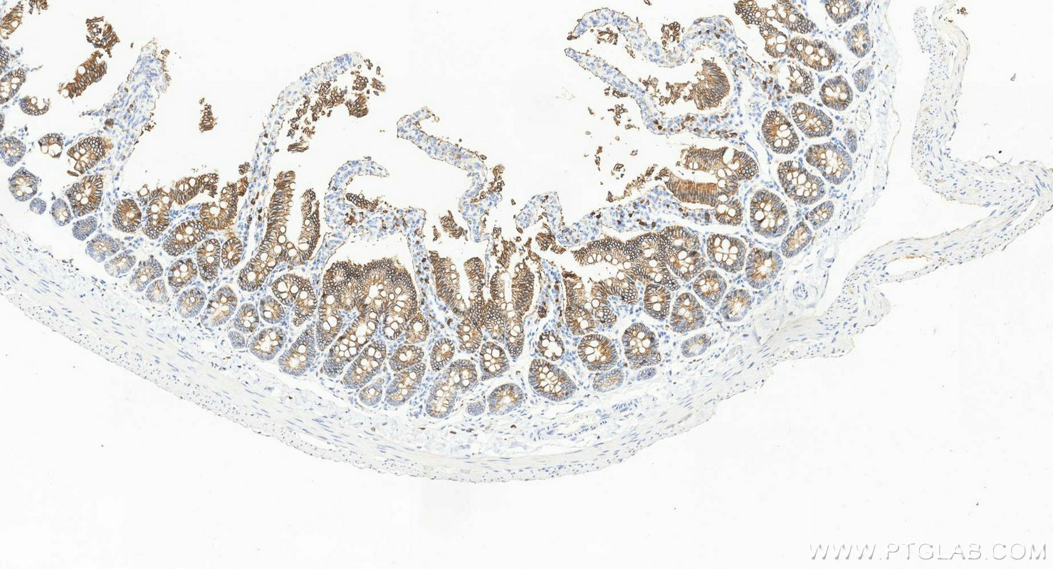 IHC staining of rat small intestine using 60351-1-Ig