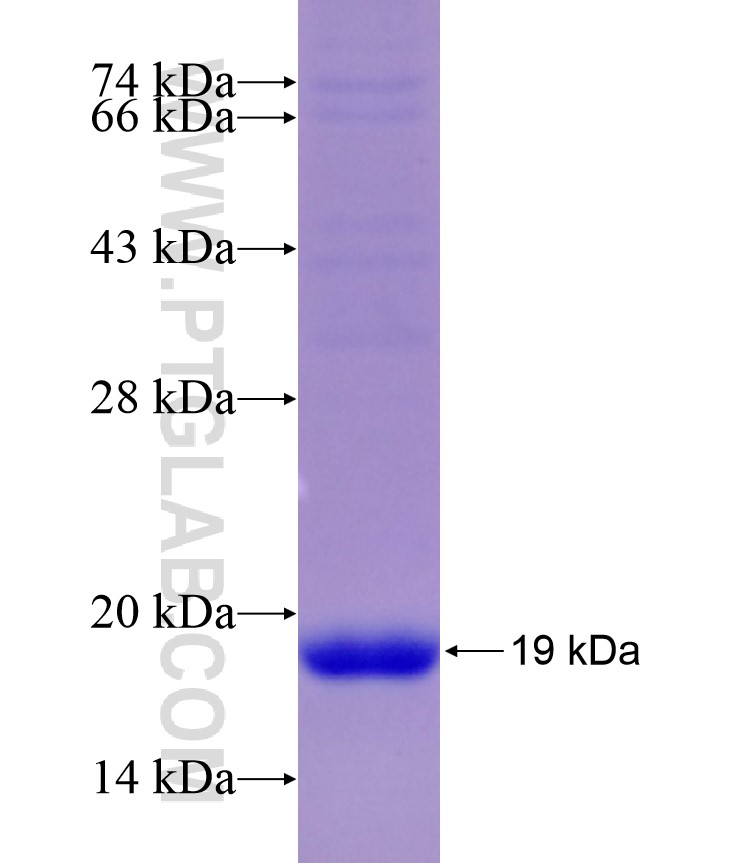 N-cadherin fusion protein Ag17439 SDS-PAGE