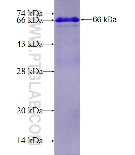 CDH23 fusion protein Ag4322 SDS-PAGE