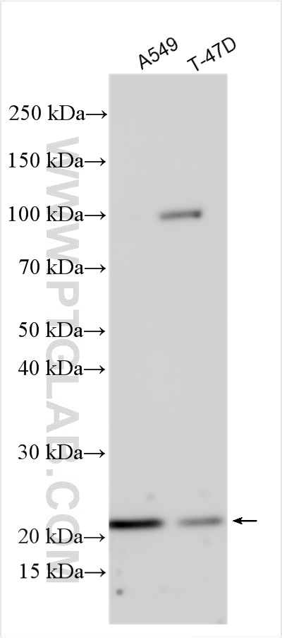 WB analysis using 20057-1-AP