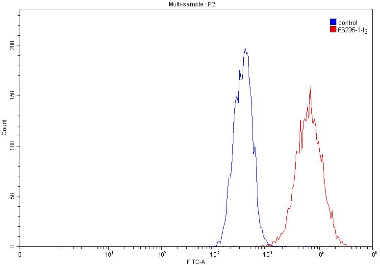 P-cadherin