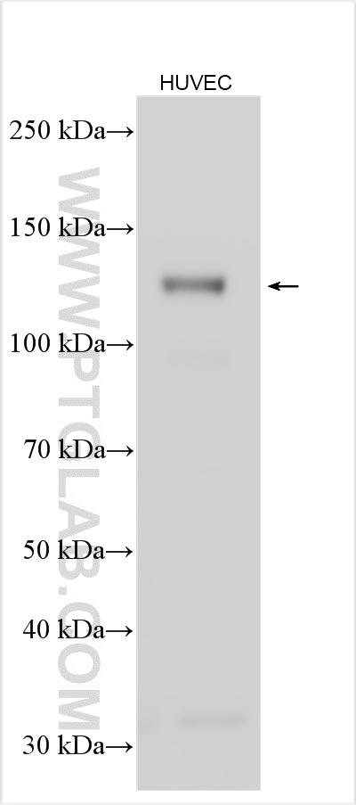 WB analysis using 66804-1-Ig