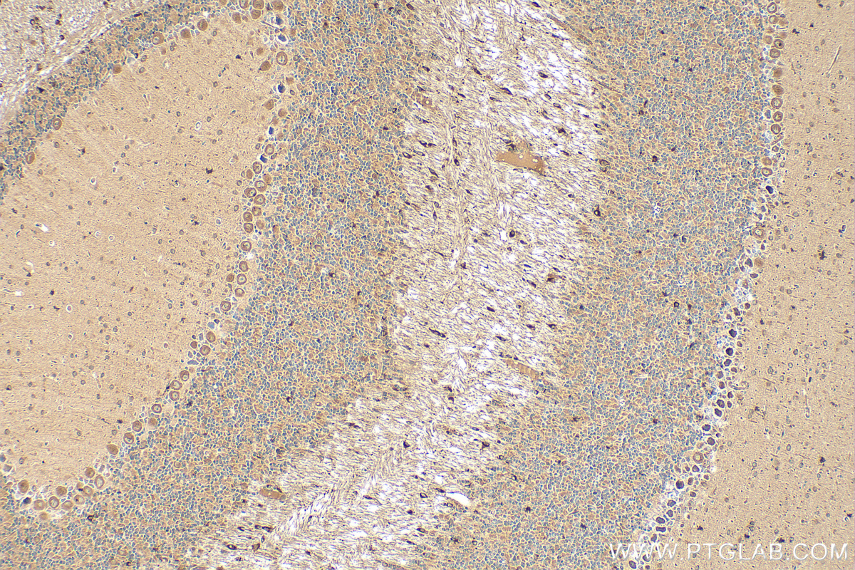 IHC staining of mouse cerebellum using 22465-1-AP