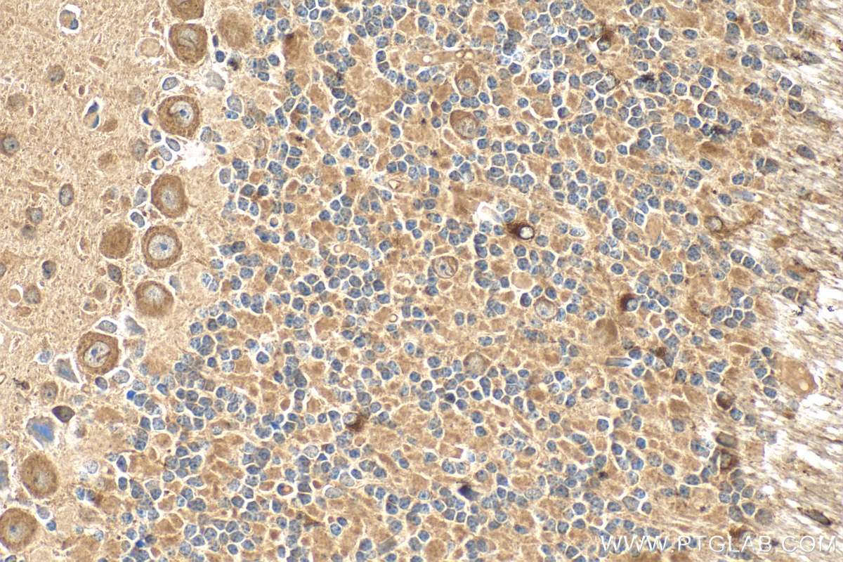 IHC staining of mouse cerebellum using 22465-1-AP