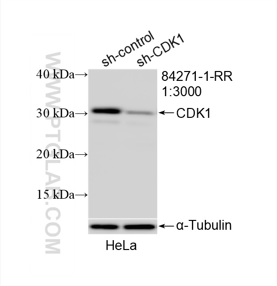 WB analysis of HeLa using 84271-1-RR (same clone as 84271-1-PBS)