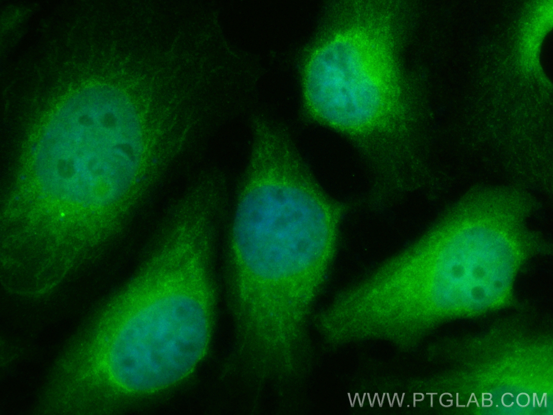 IF Staining of HeLa using CL488-10762