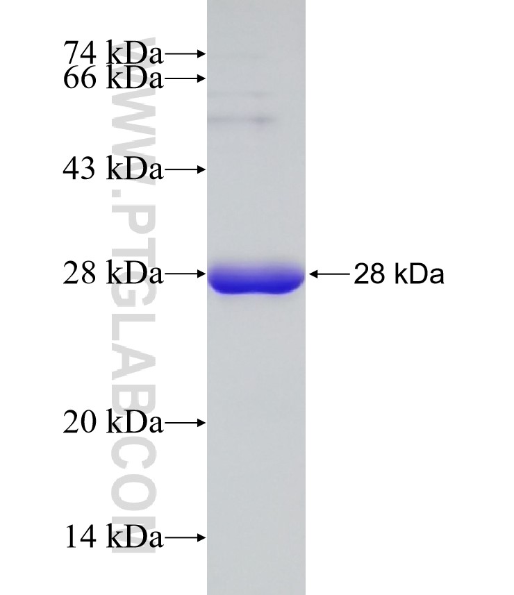 CDK13 fusion protein Ag32910 SDS-PAGE