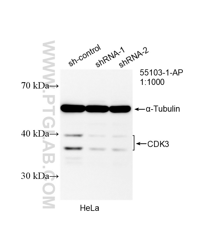 WB analysis of HeLa using 55103-1-AP WB analysis of HeLa using 55103-1-AP
