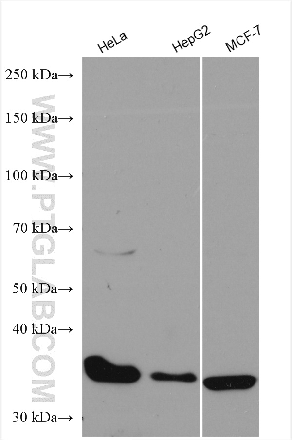 WB analysis using 11026-1-AP