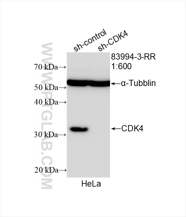 WB analysis of HeLa using 83994-3-RR