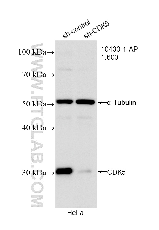 WB analysis of HeLa using 10430-1-AP