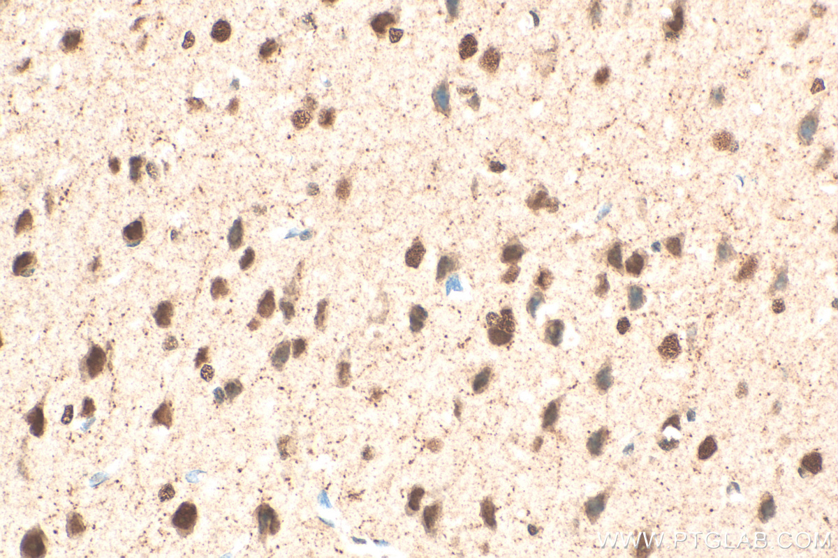 IHC staining of mouse brain using 68514-1-Ig