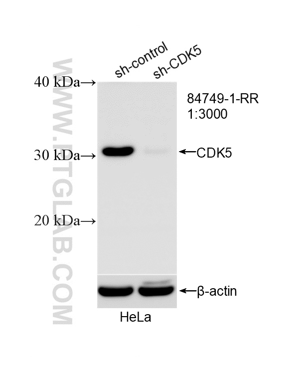WB analysis of HeLa using 84749-1-RR