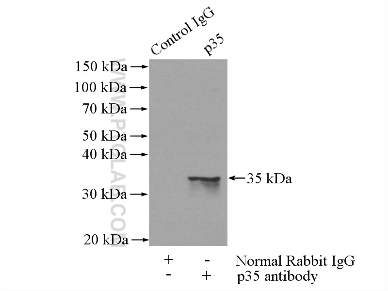 IP experiment of mouse brain using 18346-1-AP