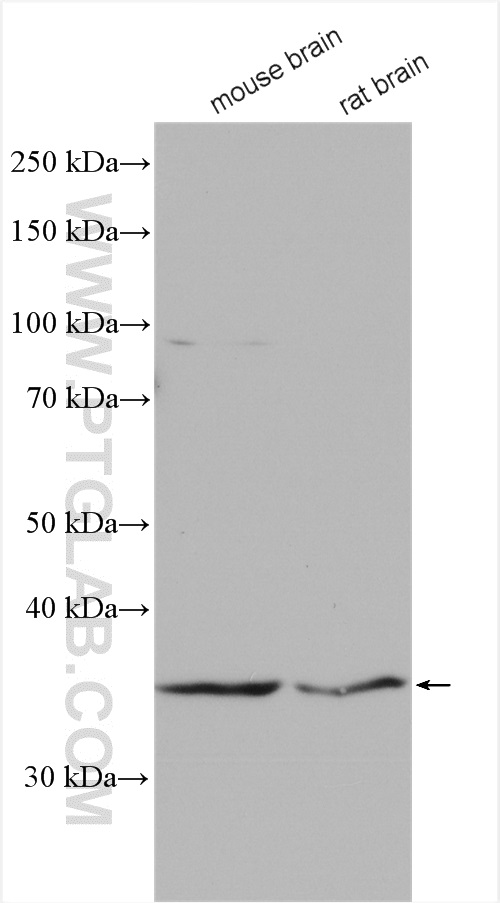 WB analysis using 18346-1-AP