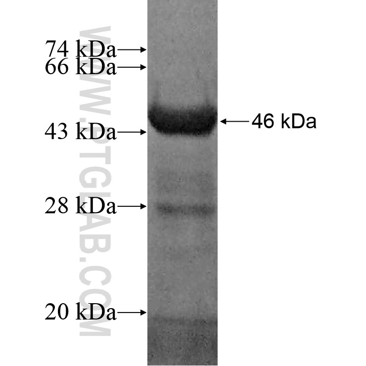 CDK5RAP1 fusion protein Ag7748 SDS-PAGE CDK5RAP1 fusion protein Ag7748 SDS-PAGE