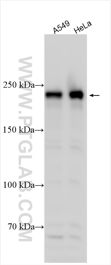 WB analysis using 31702-1-AP