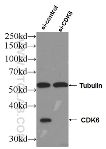 WB analysis of HEK-293 using 66278-1-Ig