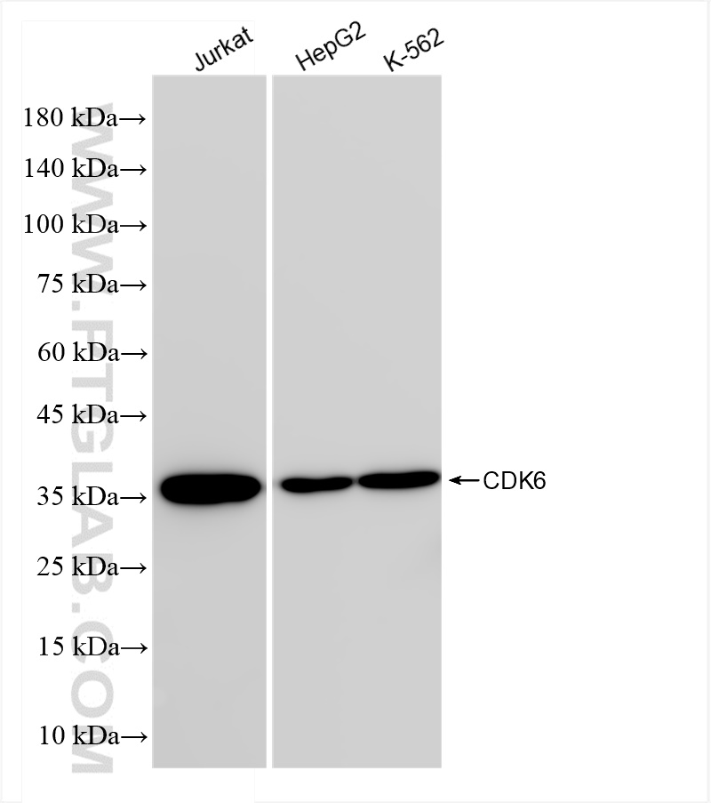 WB analysis using 84200-1-RR (same clone as 84200-1-PBS)