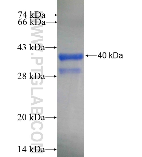 CDK6 fusion protein Ag5600 SDS-PAGE