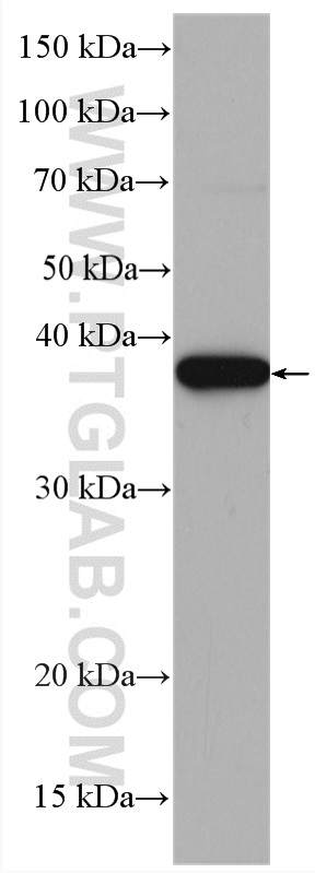 WB analysis of HepG2 using 27027-1-AP