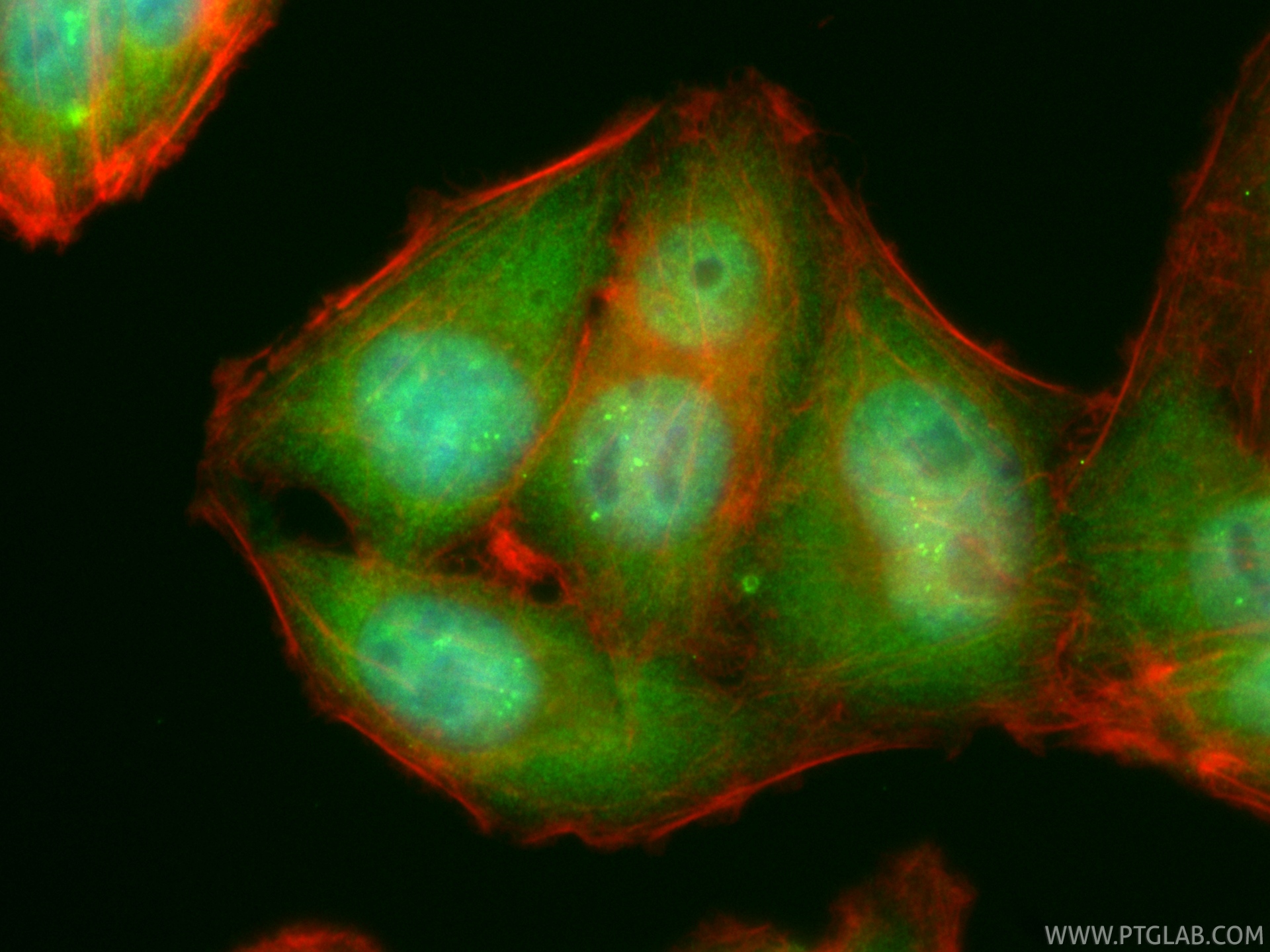 IF Staining of HepG2 using CL488-83976-3