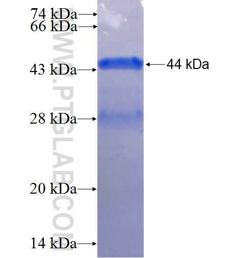 CDK7 fusion protein Ag25726 SDS-PAGE