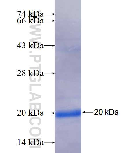 CDK7 fusion protein Ag25737 SDS-PAGE