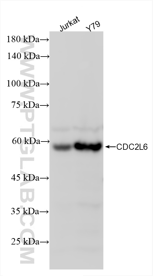 WB analysis using 86276-1-RR