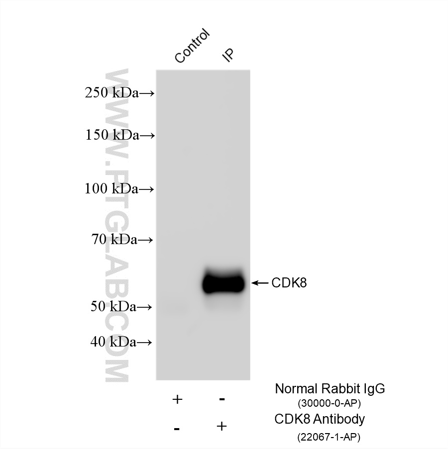 IP experiment of NIH/3T3 using 22067-1-AP