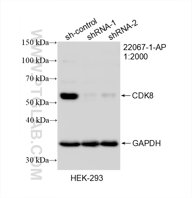 WB analysis of HEK-293 using 22067-1-AP